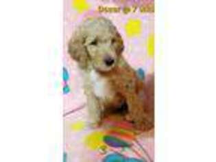 Goldendoodle Puppy for sale in Wellington, CO, USA