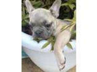 French Bulldog Puppy for sale in Burns Flat, OK, USA