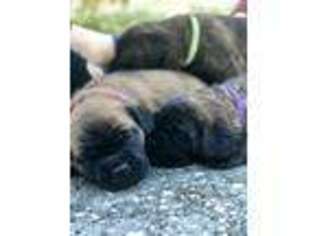 Cane Corso Puppy for sale in Holiday, FL, USA