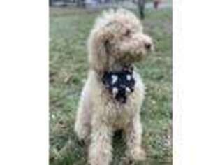 Goldendoodle Puppy for sale in Detroit, MI, USA