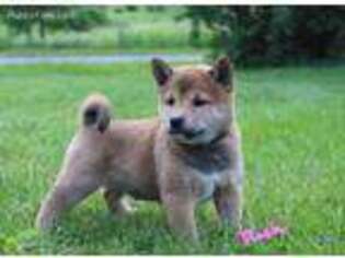 Shiba Inu Puppy for sale in Ickesburg, PA, USA