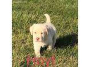 Labrador Retriever Puppy for sale in Buffalo, IL, USA