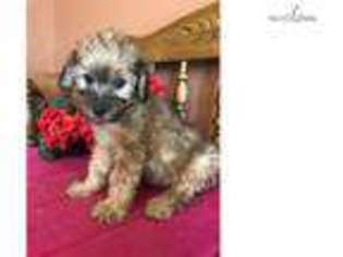 Yorkshire Terrier Puppy for sale in Topeka, KS, USA