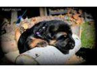 German Shepherd Dog Puppy for sale in Deer Park, WA, USA
