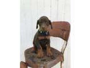 Doberman Pinscher Puppy for sale in Clifton, ID, USA