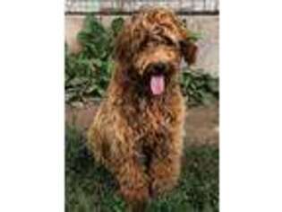 Medium Photo #1 Goldendoodle Puppy For Sale in Iron River, MI, USA