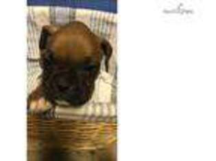 Boxer Puppy for sale in Saint Louis, MO, USA