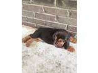 Bloodhound Puppy for sale in Nettleton, MS, USA