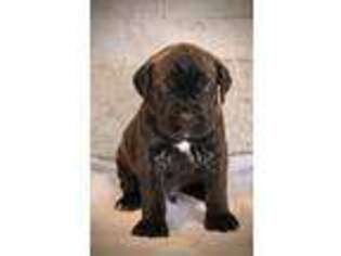 Cane Corso Puppy for sale in Reading, PA, USA
