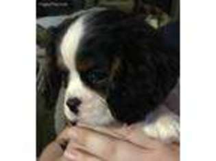 Cavalier King Charles Spaniel Puppy for sale in Valley Springs, CA, USA