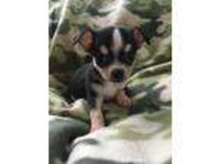 Chihuahua Puppy for sale in Troy, MI, USA