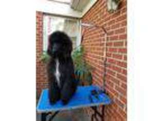 Mutt Puppy for sale in Martinsville, VA, USA
