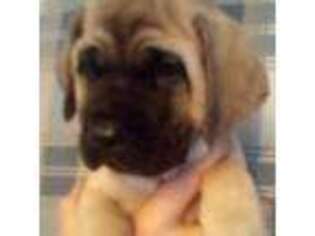 Mastiff Puppy for sale in Comstock Park, MI, USA