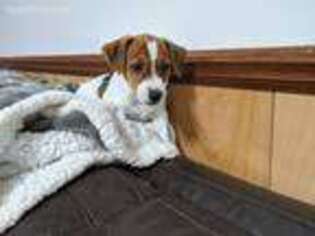 Jack Russell Terrier Puppy for sale in Staten Island, NY, USA