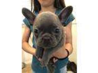 French Bulldog Puppy for sale in Norwalk, CA, USA