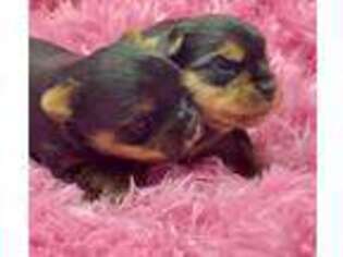 Yorkshire Terrier Puppy for sale in Southaven, MS, USA