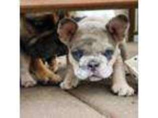 French Bulldog Puppy for sale in Meridian, MS, USA