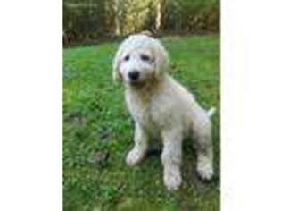 Goldendoodle Puppy for sale in Sylva, NC, USA