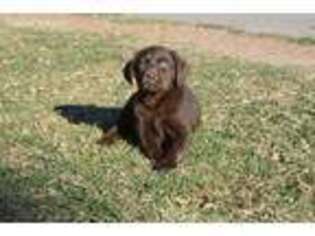 Labrador Retriever Puppy for sale in Waddell, AZ, USA