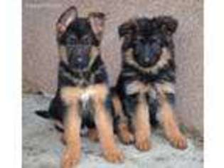 German Shepherd Dog Puppy for sale in High Point, NC, USA
