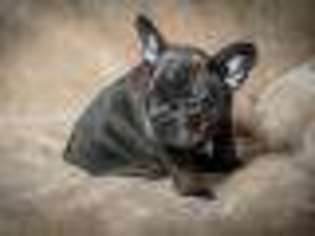 French Bulldog Puppy for sale in Costa Mesa, CA, USA
