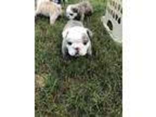 Bulldog Puppy for sale in Terry, MS, USA