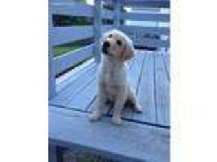 Golden Retriever Puppy for sale in Huntsville, UT, USA