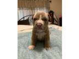 Mutt Puppy for sale in Phenix City, AL, USA