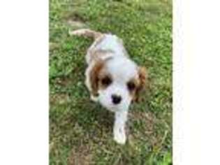 Cavalier King Charles Spaniel Puppy for sale in Snohomish, WA, USA
