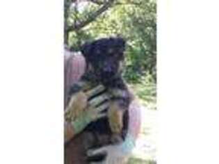 German Shepherd Dog Puppy for sale in Wentworth, MO, USA