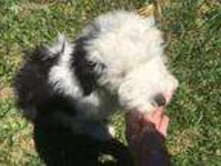 Old English Sheepdog Puppy for sale in Yulee, FL, USA