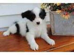 Papillon Puppy for sale in Rochester, IN, USA