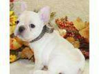 French Bulldog Puppy for sale in San Juan, TX, USA