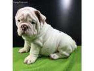 Bulldog Puppy for sale in Bronx, NY, USA
