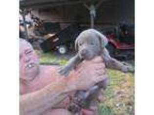 Labrador Retriever Puppy for sale in Oshkosh, WI, USA