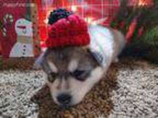 Siberian Husky Puppy for sale in Bernville, PA, USA