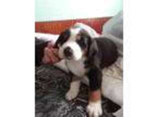 Greater Swiss Mountain Dog Puppy for sale in Hudson, FL, USA