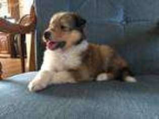 Collie Puppy for sale in Waco, TX, USA