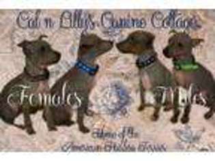 American Hairless Terrier Puppy for sale in Eagle Mountain, UT, USA