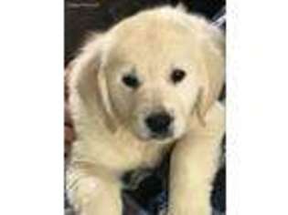 Mutt Puppy for sale in Shrewsbury, MA, USA