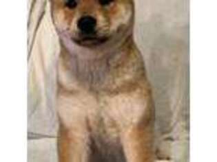 Shiba Inu Puppy for sale in Dallas, TX, USA