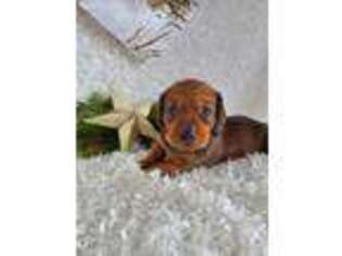 Dachshund Puppy for sale in Stanley, WI, USA
