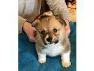 Pembroke Welsh Corgi Puppy for sale in Las Cruces, NM, USA