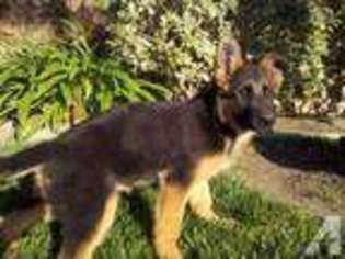 German Shepherd Dog Puppy for sale in MOORPARK, CA, USA