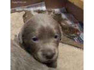 Labrador Retriever Puppy for sale in Liberty, NY, USA