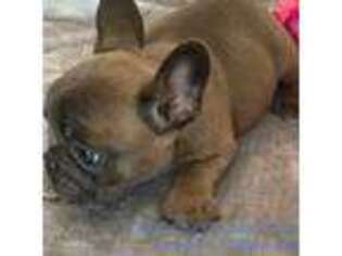 French Bulldog Puppy for sale in Sealy, TX, USA