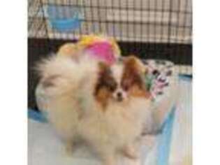 Pomeranian Puppy for sale in Calhoun, GA, USA