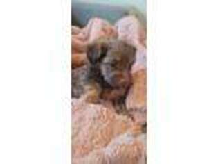 Mutt Puppy for sale in Albertville, MN, USA