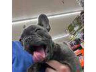 French Bulldog Puppy for sale in Irmo, SC, USA