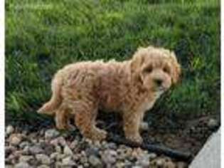 Goldendoodle Puppy for sale in Yarmouth, IA, USA